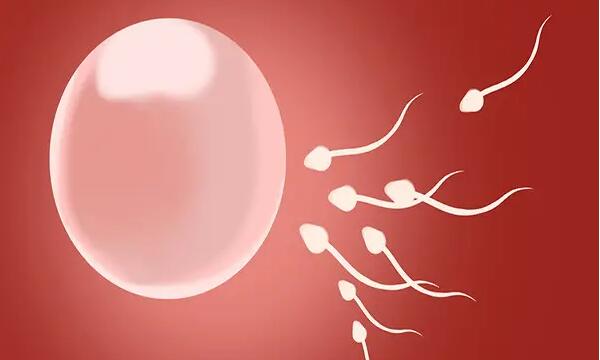 多囊减肥后能排卵吗 怀孕需要进行促排卵治疗